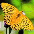 /album/overigen/butterfly-2-jpg/